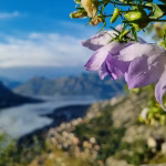 Mawar accommodation in Kotor Old Town – photo 120