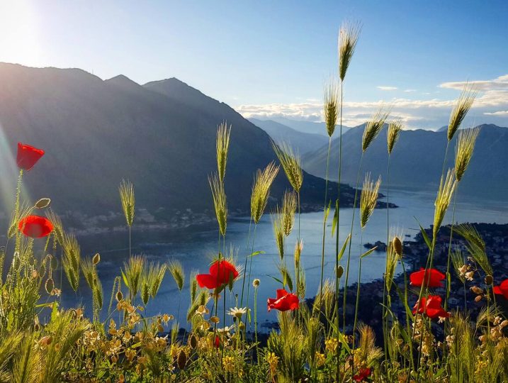 Raksasa accommodation in Kotor Old Town – photo 76